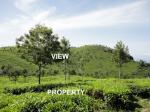 Tea property for sale in Ooty